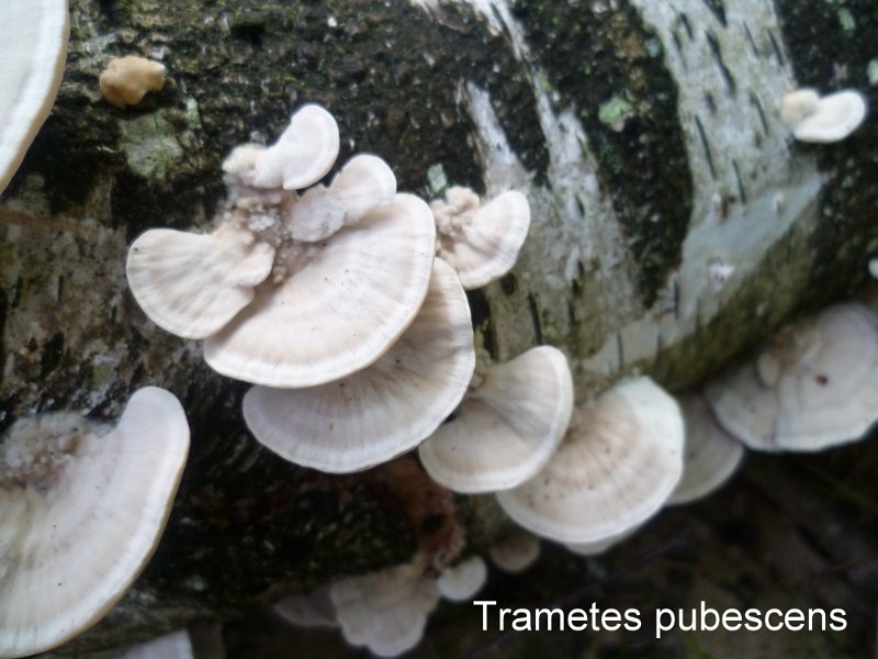 Trametes pubescens-amf1824.jpg - Trametes pubescens ; Syn1: Coriolus pubescens ; Syn2: Tyromyces pubescens ; Non français: Tramète pubescente